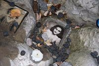 Porträt von Anne Frank