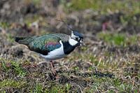Lapwing