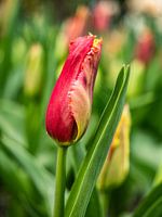Jonge tulp