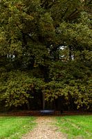 naturfoto ruhe der natur stille auf der bank riesigen baum