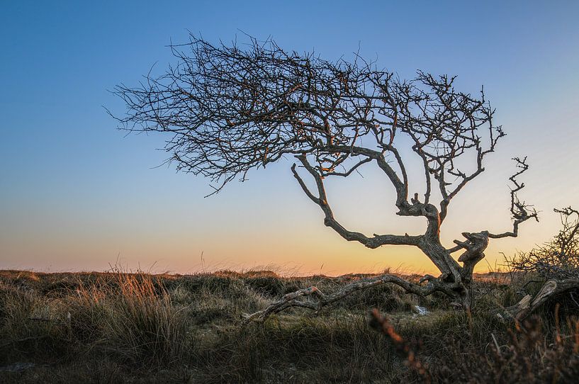 Winter is Coming - Texel, stefan witte van Stefan Witte