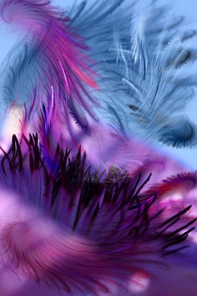 Danse de plumes par Christine GUILLET