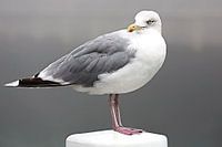 Le goéland argenté