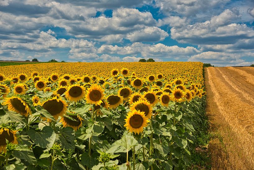 Sommerfeeling von Tanja Voigt