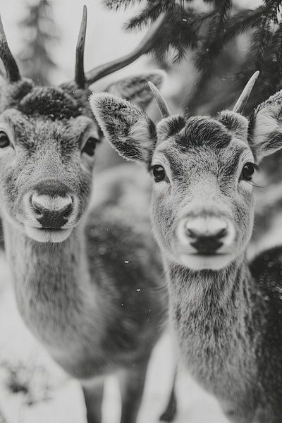 Winter Spirits No 01 von Treechild