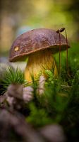 Herbst in Nahaufnahme: Einsamer Pilz im Wald