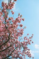 Blüte analoge Fotografie