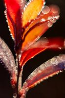 Plante avec beaucoup de bokeh, abstrait