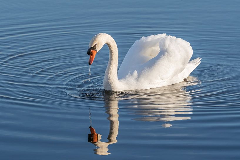 Höckerschwan von Uwe Ulrich Grün
