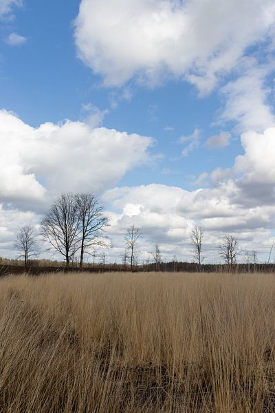 Solitaire par Nina Rotim