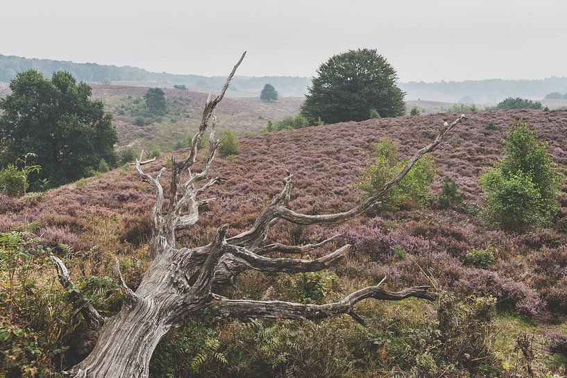 Vormittag im Nationalpark de Posbank bei Arnheim von Fotografiecor .nl