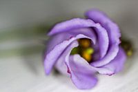 Fleur violette couchée sur la table