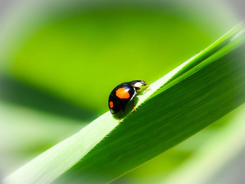 Walking on sunshine. par paula Klaasen