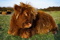 Schottisches Highlander-Kalb