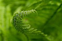 Cup fern budding