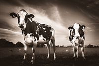 Dutch cows in sepia