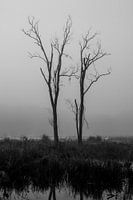 Foggy morning. Trees. Black and white