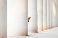 Bella - und die Säulen der Erde...