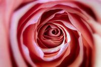 Abstract rose macro