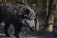 Wildschwein