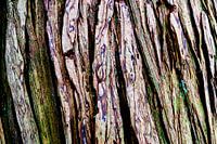 Bunte Baumrinde