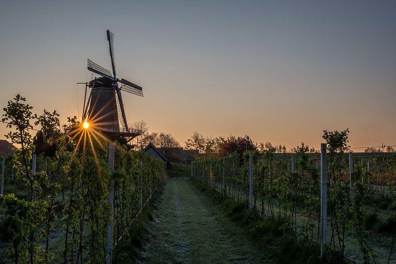 Molen bij zonsopkomst by Moetwil en van Dijk - Fotografie