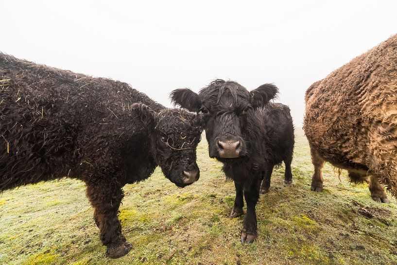 Galloways auf dem Feld von Marcel Derweduwen