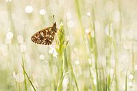 Silbermond auf gefleckter Orchidee