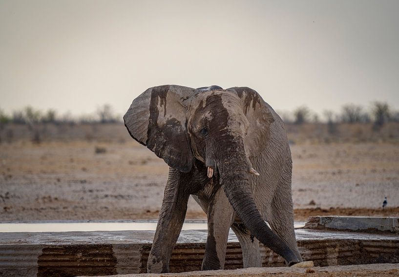 Eléphant se rafraîchissant à un point d'eau en Namibie, Afrique par Patrick Groß