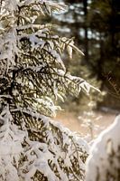 Weihnachtsbaum bei Sonnenuntergang, Fichte mit Schnee bedeckt im Winter, Landschaft in Drenthe