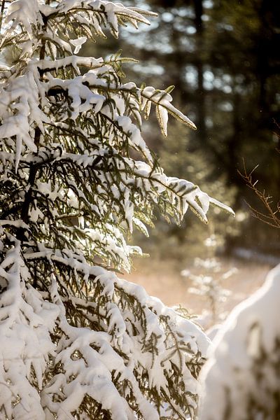 Arbre de Noël pendant un coucher de soleil, épicéa couvert de neige en hiver, paysage à Drenthe par Karijn | Fine art Natuur en Reis Fotografie