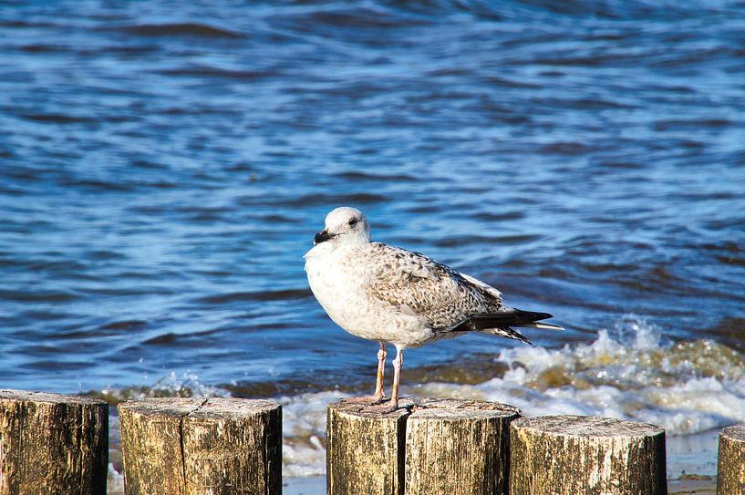 Seagulls on a groyne on the Baltic Sea. by Martin Köbsch