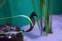 Seepferdchen im Aquarium