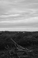 Branches in black and white