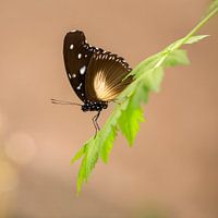 Schmetterling auf frischem grünen Blatt
