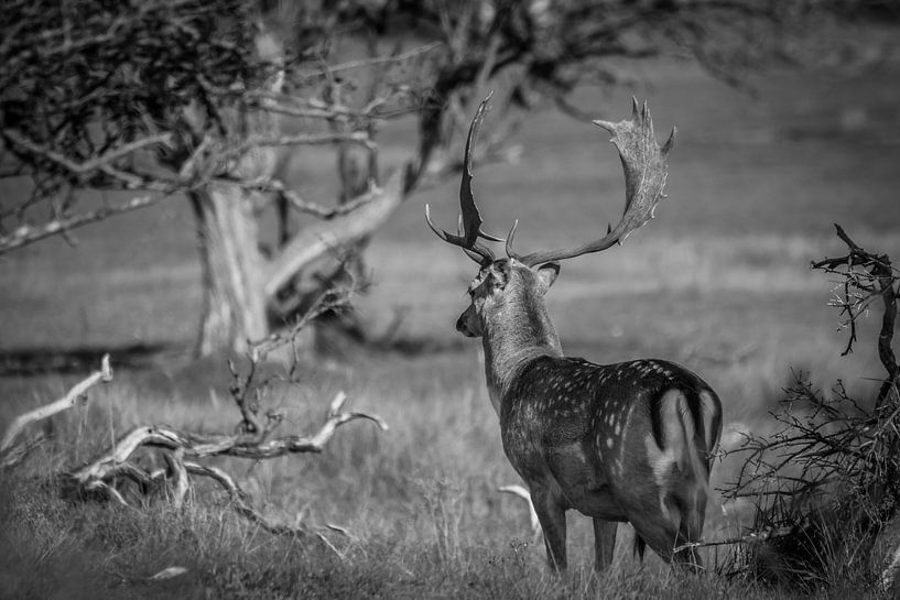 Damhert par Carla Eekels