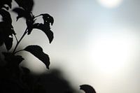 zon of maan met grijze gloed