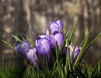 Crocus sous un soleil printanier précoce