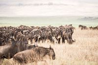 Troupeau de gnous pendant la migration