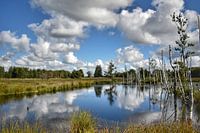 Réflexion dans le Bargerveen