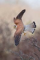 Kestrel