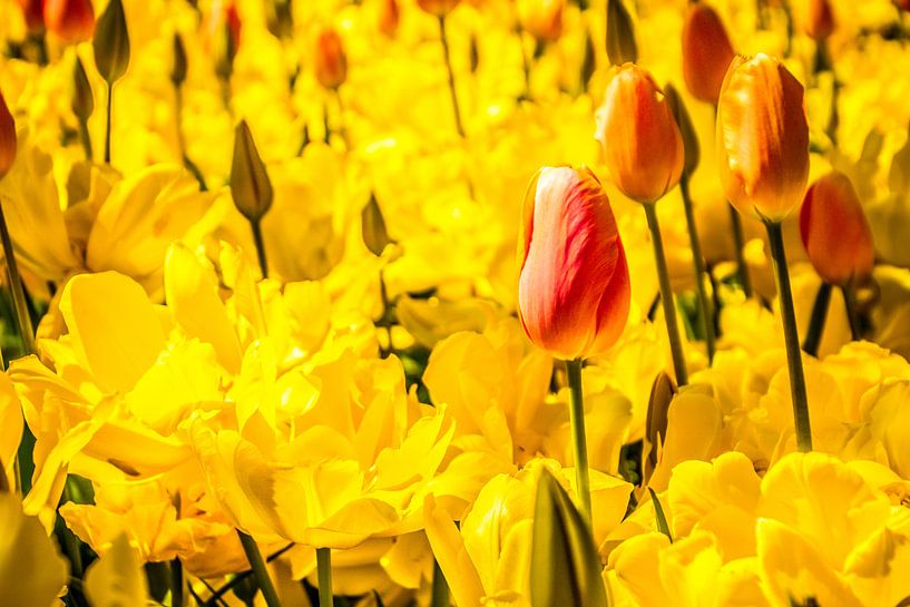Prachtige roze tulpen by Stedom Fotografie