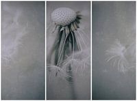 Ungezähmt (Variation)