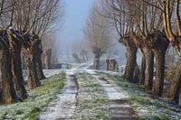 Knotwilgen langs Tiendweg