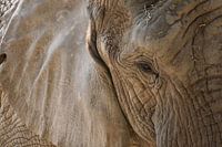 Olifant close up