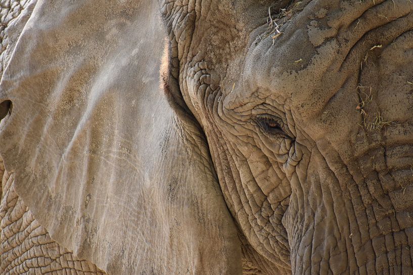 Olifant close up par Natascha Nabuurs