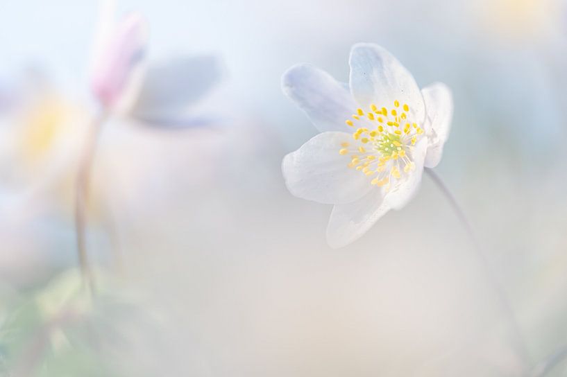 Bosanemoontjes in pasteltinten van Lilian Photography