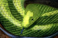 Schlange mit blauer Zunge