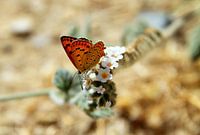Oranje vrolijkheid 1