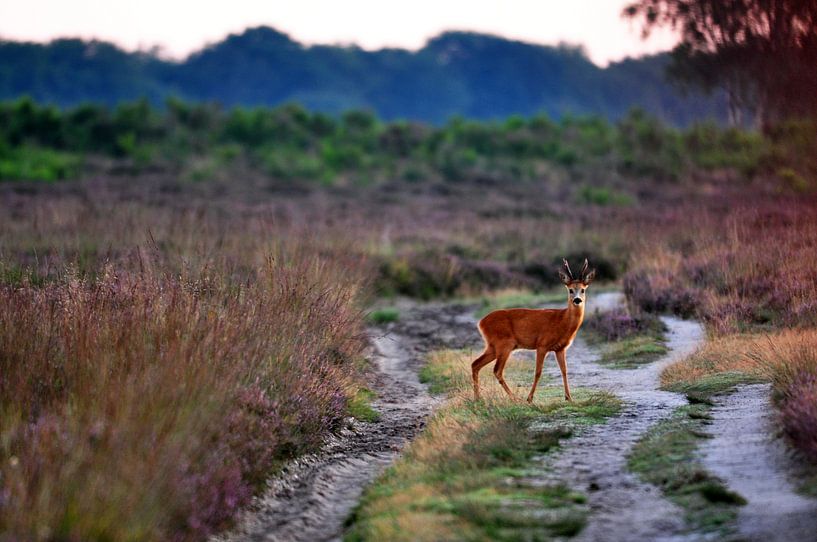 Ree auf dem Weg von Astrid Brenninkmeijer